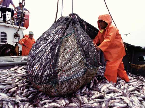 La pesca de anchoveta y el crecimiento económico