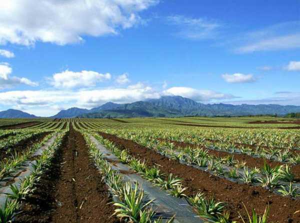 Lambayeque, la agroindustria y la clase media agrícola