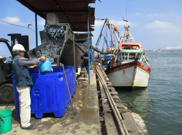 La pesca de anchoveta como motor de la economía