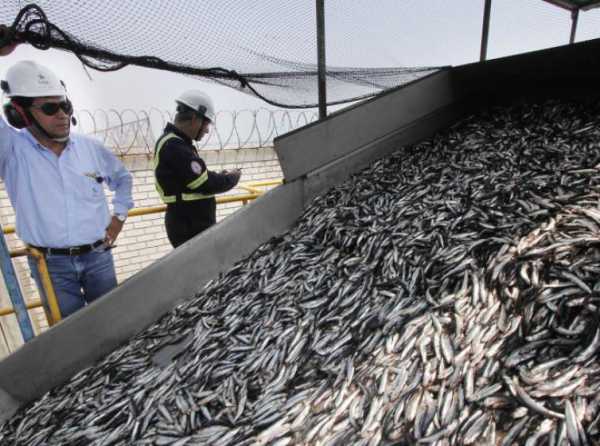 ¡La pesca de anchoveta va viento en popa!