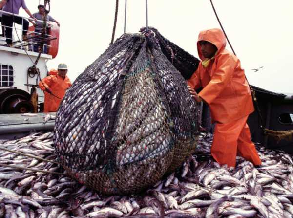 La pesca industrial y el Fenómeno de El Niño