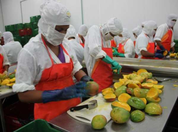 Se desata el boom del mango