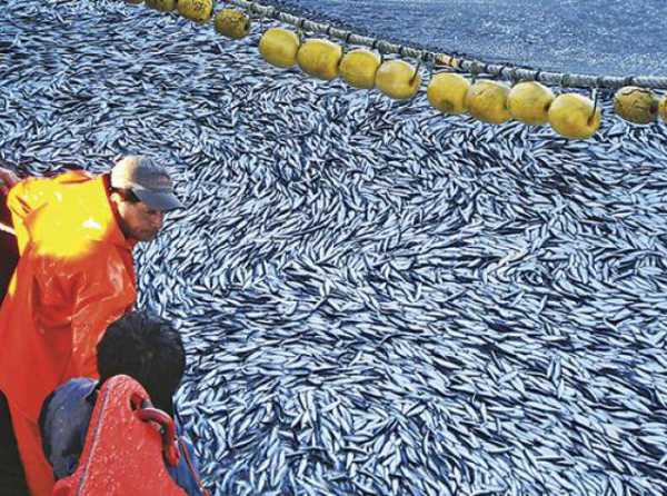 ¡Pretenden detener pesca de anchoveta!