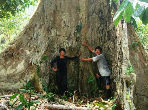 Bosques: Riqueza desperdiciada