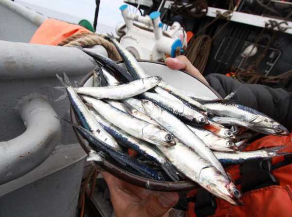 Pesca de anchoveta, ¡adelante!