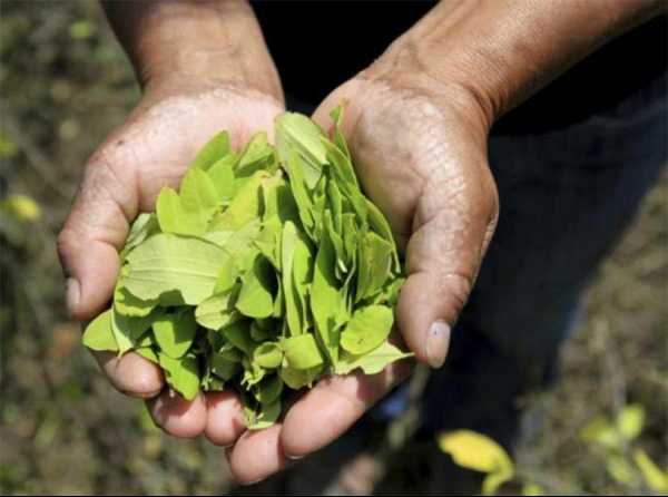 Hoja de coca: administración Castillo y el modelo de Evo