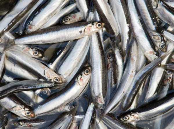 ¡Pesca de anchoveta a paso firme!