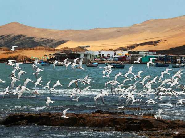 Paracas: belleza, naturaleza y futuro