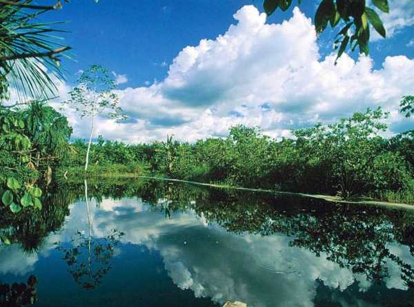 ¿Los bosques son aún nuestros?