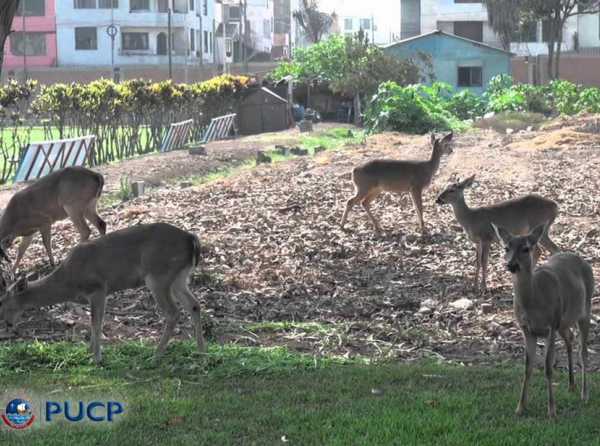 Venados en la PUCP