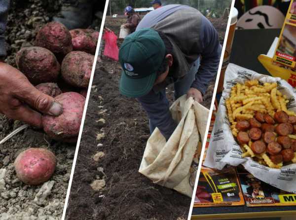 La papa, el sector agropecuario, la comida chatarra 