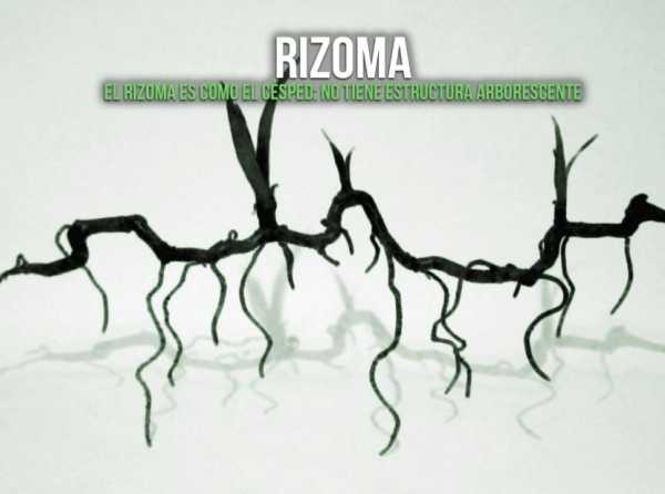 Rizoma