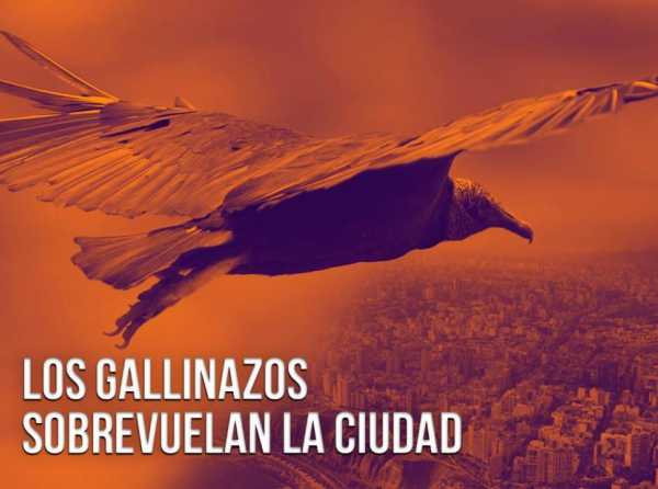 Los gallinazos sobrevuelan la ciudad