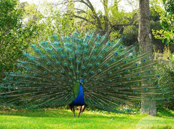 Un pavo real en Oxford