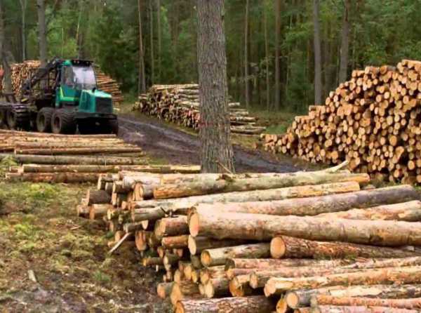 ACIERTO Y LÍMITES DEL SECTOR FORESTAL