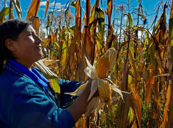 Ley laboral agraria: modelo para el Perú