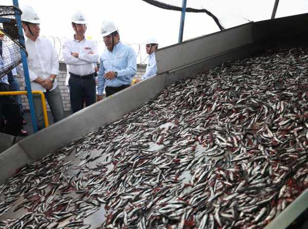 ¡Otra vez pretenden detener  la pesca de anchoveta!