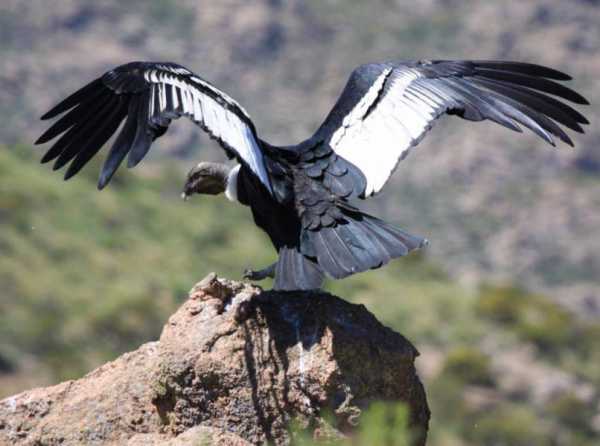 Ayacuchano, huérfano pajarillo