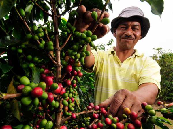 Café versus hoja de coca