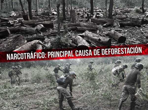 Narcotráfico: principal causa de deforestación