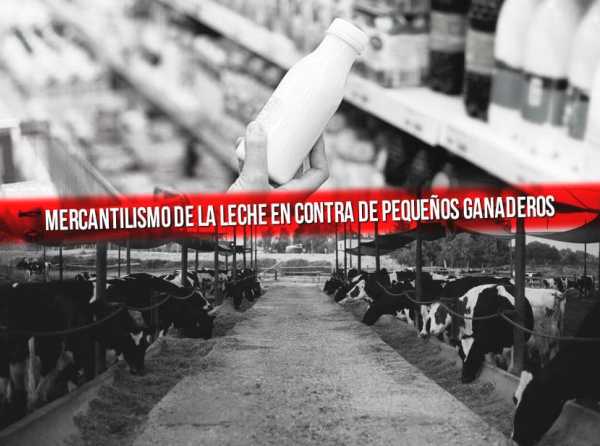 Mercantilismo de la leche en contra de pequeños ganaderos