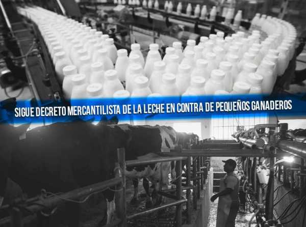 Sigue decreto mercantilista de la leche en contra de pequeños ganaderos