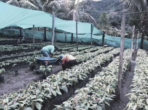 ¡El ecologismo radical de la izquierda que promueve la deforestación!