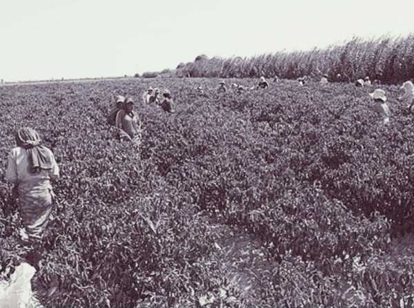 Barbarie laboral en el agro luego del milagro económico