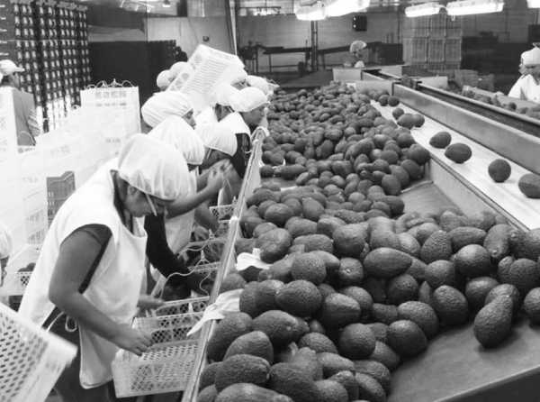 Minería y agroexportaciones, locomotoras de la economía nacional