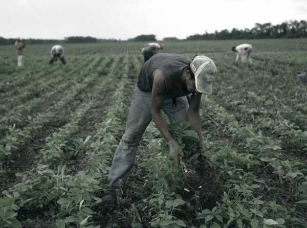 ¡Enemigos del Perú destruyen agroexportaciones!