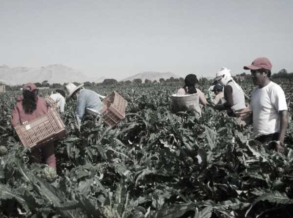 La agroindustria requiere nueva ley promotora de inversiones y empleo