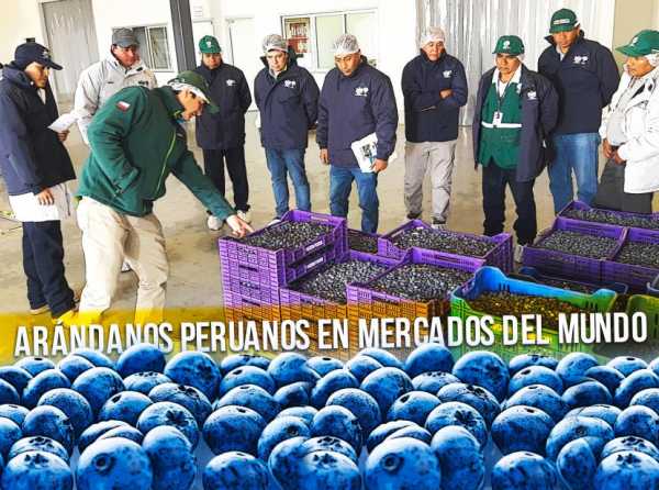 Arándanos peruanos en mercados del mundo