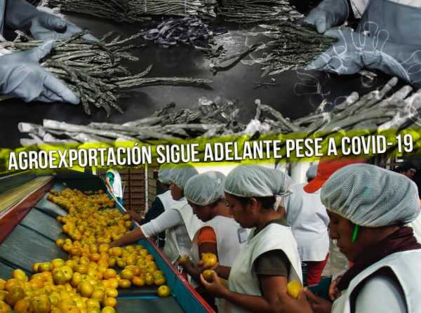 Agroexportación sigue adelante pese a Covid-19