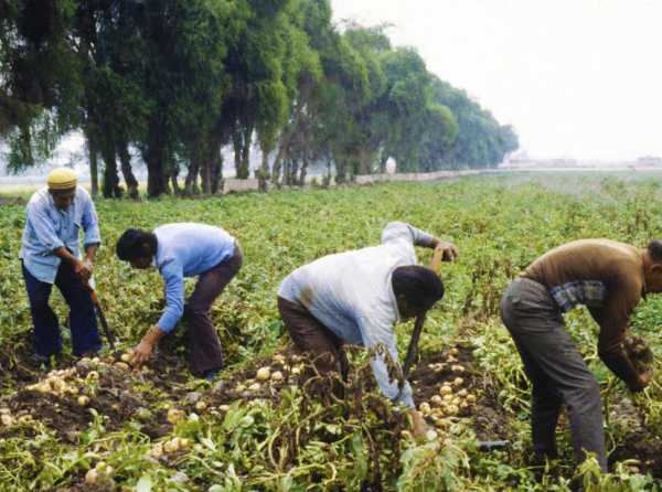 Ley de Promoción Agraria: ¡ley para los más pobres! 