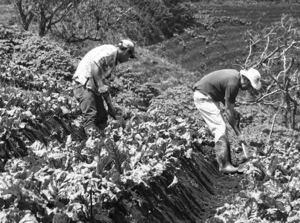 El chavismo contra la agricultura nacional