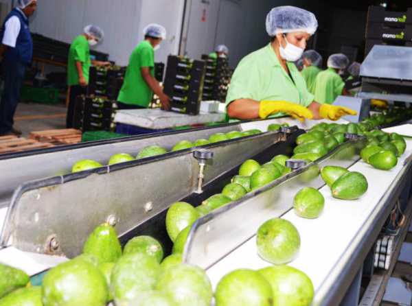 Palta lidera agroexportaciones