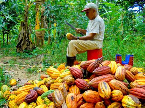 Cacao y café desplazan a la coca