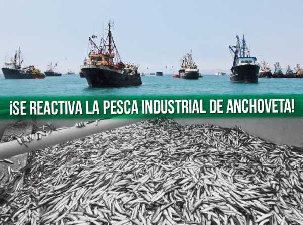 ¡Se reactiva la pesca industrial de anchoveta!