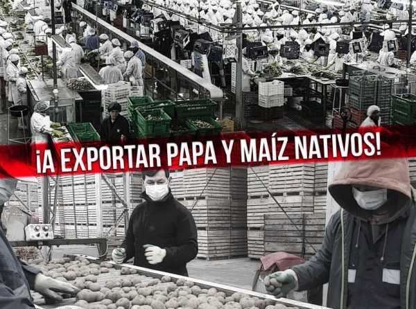 ¡A exportar papa y maíz nativos!