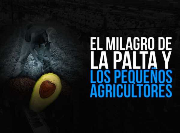 El milagro de la palta y los pequeños agricultores