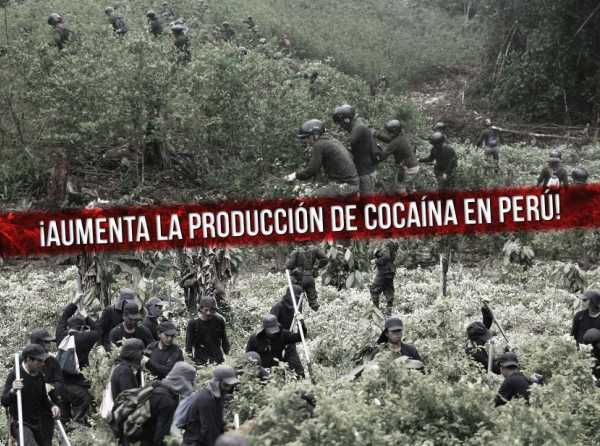 ¡Aumenta la producción de cocaína en Perú!