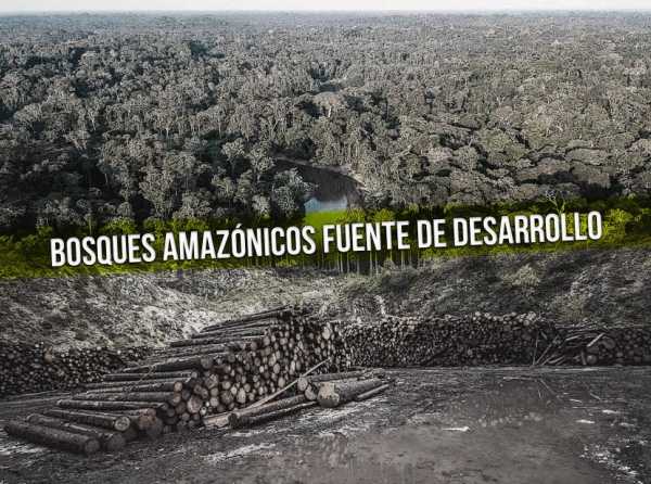 Bosques amazónicos: fuente de desarrollo