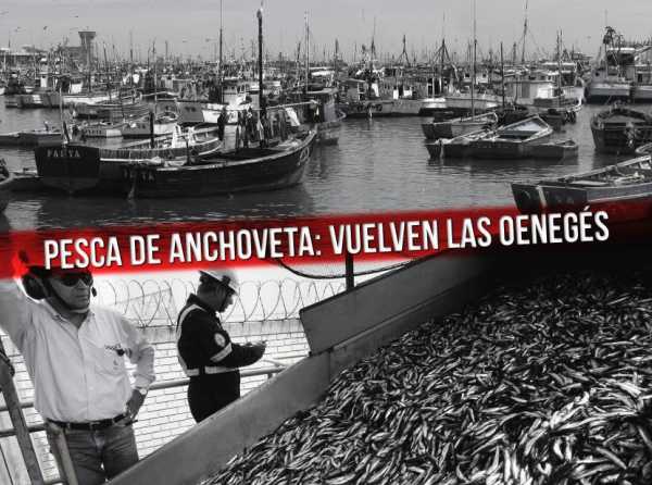 Pesca de anchoveta: vuelven las oenegés