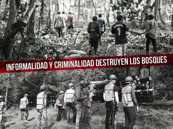 Informalidad y criminalidad destruyen los bosques