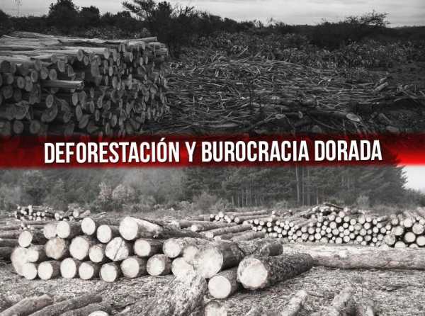 Deforestación y burocracia dorada