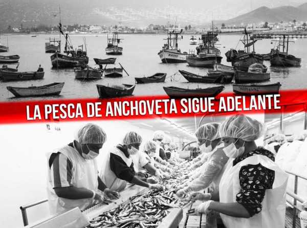 A pesar del Estado, la pesca de anchoveta sigue adelante