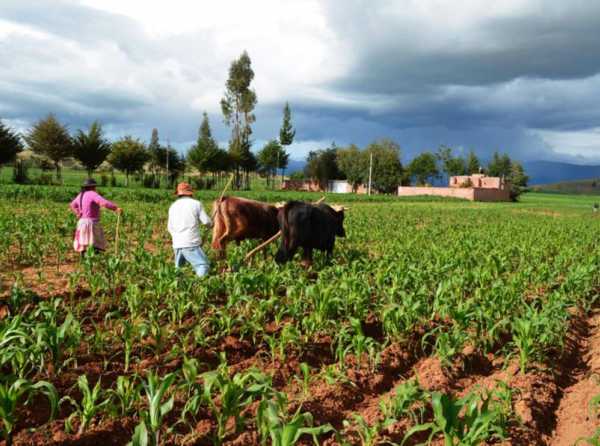 Junín: la clase media agroexportadora