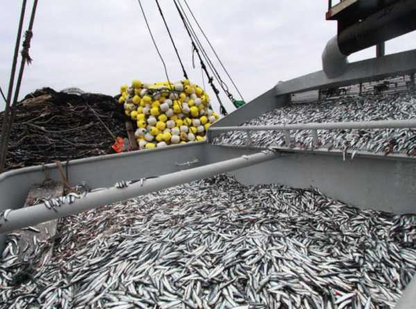 La pesca industrial sigue levantando vuelo