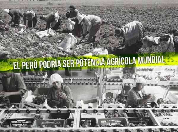 El Perú podría ser potencia agrícola mundial