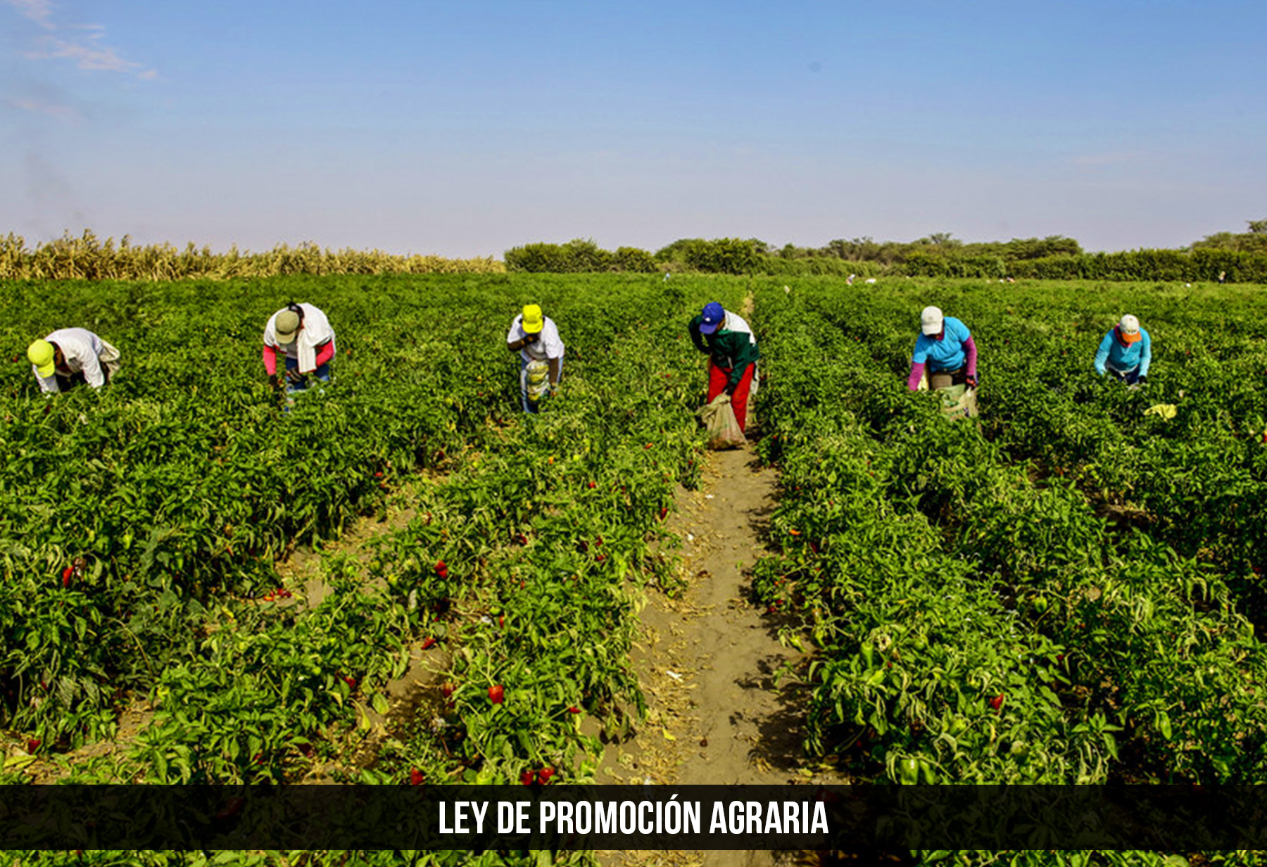 Ley de Promocion Agraria